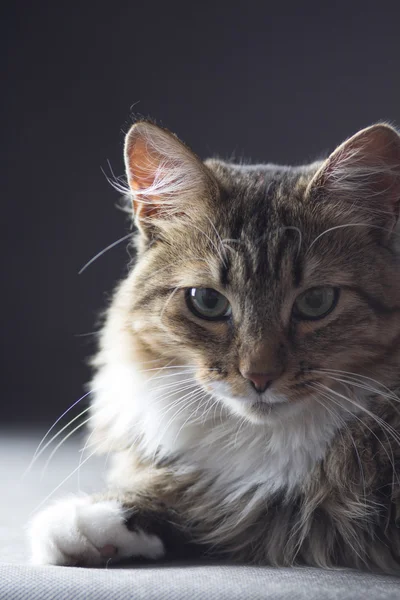 Ritratto a contrasto di un gatto in vena scura sullo sfondo — Foto Stock