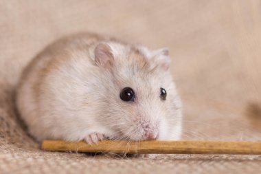 Jungar cüce hamster yulaf sapından tohum yeme