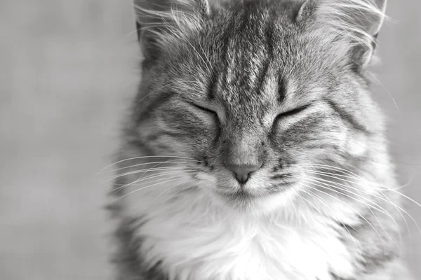 Black and white portrait of sleeping fluffy kitties — Stock Photo, Image