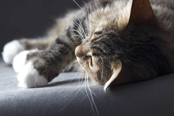 Портрет красивого кота на сірому фоні — стокове фото