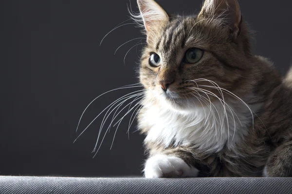 Retrato de um belo gato em um fundo cinza — Fotografia de Stock