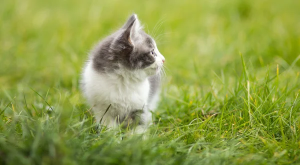 Liten kattunge leker i gräset — Stockfoto