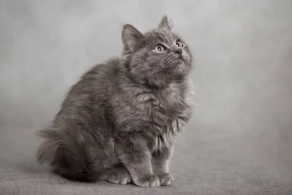 Portrait de petit chaton pelucheux cendré sur fond noir — Photo