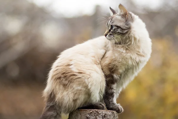 Gato siamês sentado em um toco de árvore — Fotografia de Stock