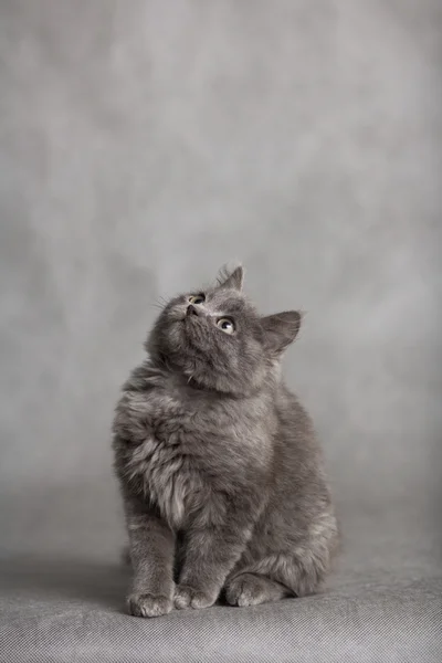Porträtt av lilla fluffiga aska fluffiga kattunge på en svart bakgrund — Stockfoto