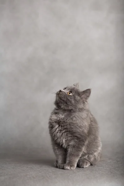 Portrait of little fluffy ash fluffy kitten on a black background — Stock Photo, Image