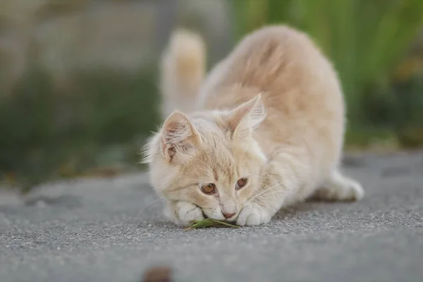 一只长着褐色眼睛的可爱的生姜猫在树叶上猎食的夏季肖像 — 图库照片