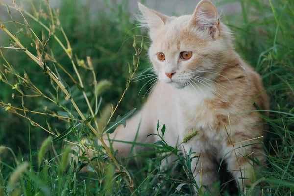 かわいい子猫の散歩屋外で 草の中の小さな生姜猫狩りの肖像画 動物の習慣 — ストック写真