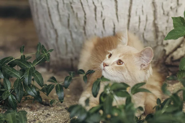 Ritratto Estivo Simpatico Gattino Zenzero Con Gli Occhi Marroni Sdraiato — Foto Stock