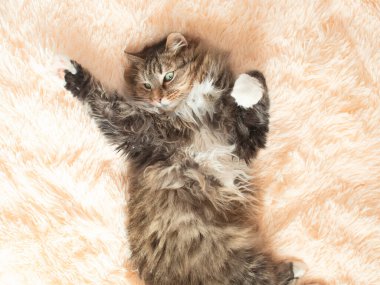 Genç tüylü kızıl Sibirya kedisi. Yatakta uzanıyor ve rahatlıyor. Güzel hayvanlar.