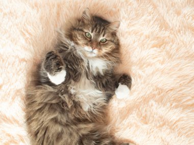 Genç tüylü kızıl Sibirya kedisi. Yatakta uzanıyor ve rahatlıyor. Güzel hayvanlar.