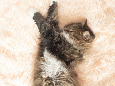 Genç tüylü kızıl Sibirya kedisi. Yatakta uzanıyor ve rahatlıyor. Güzel hayvanlar.