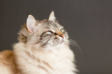 Siyah stüdyo arka planında mavi gözlü tüylü Siyam kedisinin portresi yukarı bakıyor, güzel evcil hayvanlar