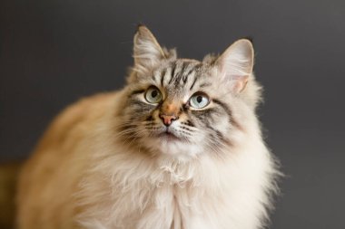 Siyah stüdyo arka planında mavi gözlü tüylü Siyam kedisinin portresi yukarı bakıyor, güzel evcil hayvanlar