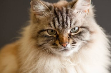 Mavi gözlü tüylü Siyam kedisinin yüzü, konsept güzel evcil hayvanlar, evcil hayvanlar