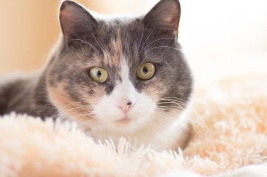 Şirin, meraklı, gri kedi. Ekoseli yatakta uzanıyor ve büyük gözlerle bakıyor. Komik evcil hayvan kavramı.