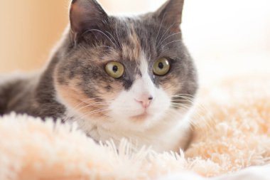 Şirin, meraklı, gri kedi. Ekoseli yatakta uzanıyor ve büyük gözlerle bakıyor. Komik evcil hayvan kavramı.