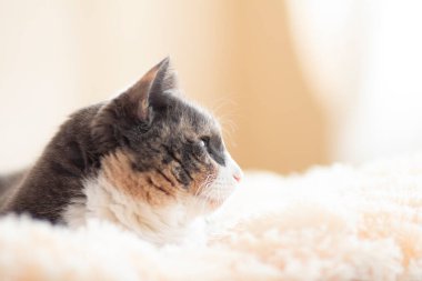 Şirin, meraklı, gri kedi, kareli evde yatakta uzanıyor ve neşeli görünüyor, sevimli evcil hayvanlar konsepti, rahat bir sabah.