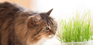 Yeşil çimenli bir saksının yanında oturan sevimli kızıl Sibirya kedisi.