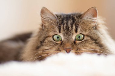 Genç tüylü kızıl Sibirya kedisi yatağa uzanıp büyük gözlerle bakıyor, komik kedi oynuyor ve avlanıyor, sevimli evcil hayvanlar konsepti