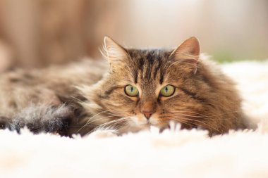 Genç tüylü kızıl Sibirya kedisi yatakta uzanıyor ve ilgiyle izliyor, sevimli evcil hayvanlar.