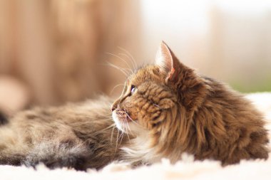 Genç tüylü kızıl Sibirya kedisi yatağa uzanıp dinleniyor.