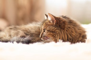 Genç tüylü kızıl Sibirya kedisi yatakta uzanıyor uyuyor, dinleniyor, konsept olarak sevimli hayvanlar.