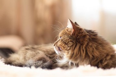 Genç tüylü kızıl Sibirya kedisi yatakta uzanıyor uyuyor, dinleniyor, konsept olarak sevimli hayvanlar.