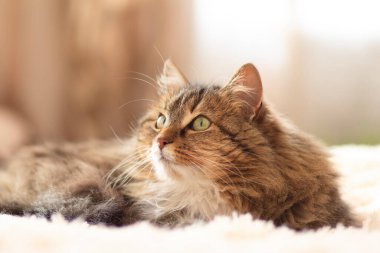 Genç tüylü kızıl Sibirya kedisi yatağa uzanıp dinleniyor.