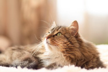 Genç tüylü kızıl Sibirya kedisi yatağa uzanıp dinleniyor.