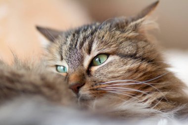 Sibirya 'nın güzel yumuşacık kedisi yatakta yatar. Kulaktan kulağa kulak verir, dikkatle dinler, konsept evcil hayvanlar gibi davranır.