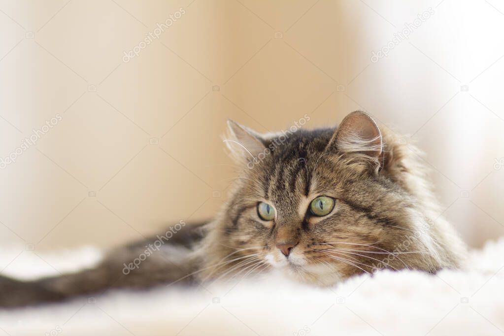 young fluffy ginger Siberian cat lying on bed resting and watch with interest , concept lovely pets