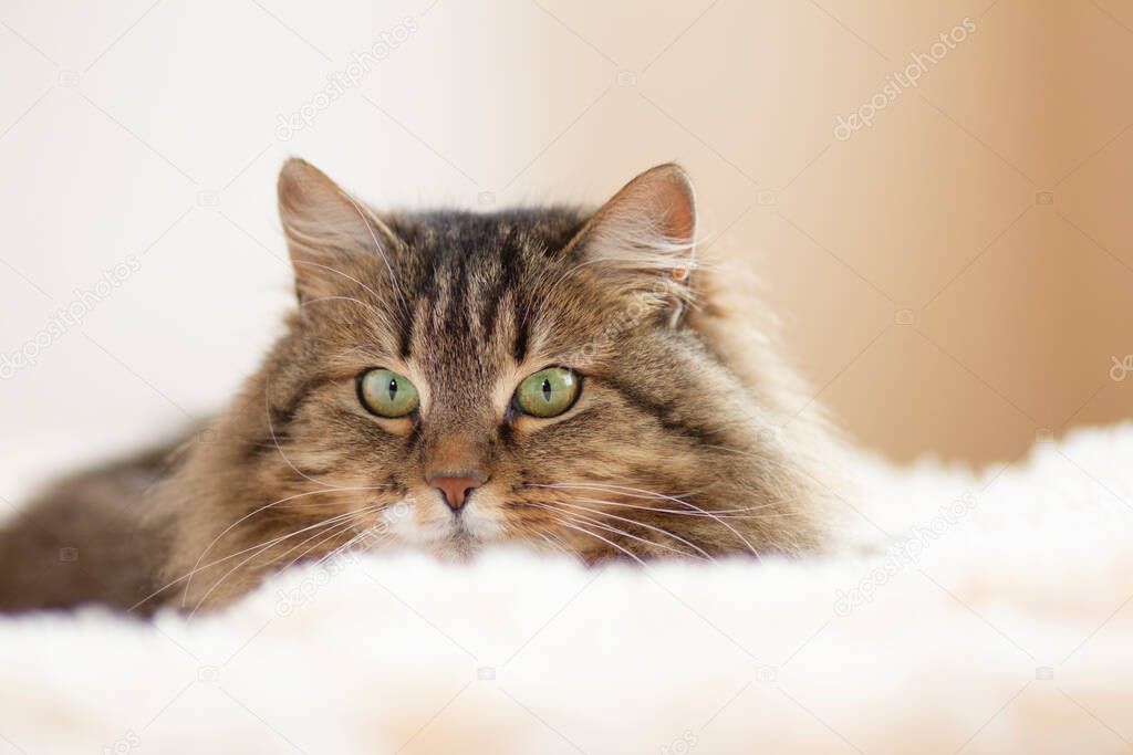 young fluffy ginger Siberian cat lying on bed resting and watch with interest , concept lovely pets