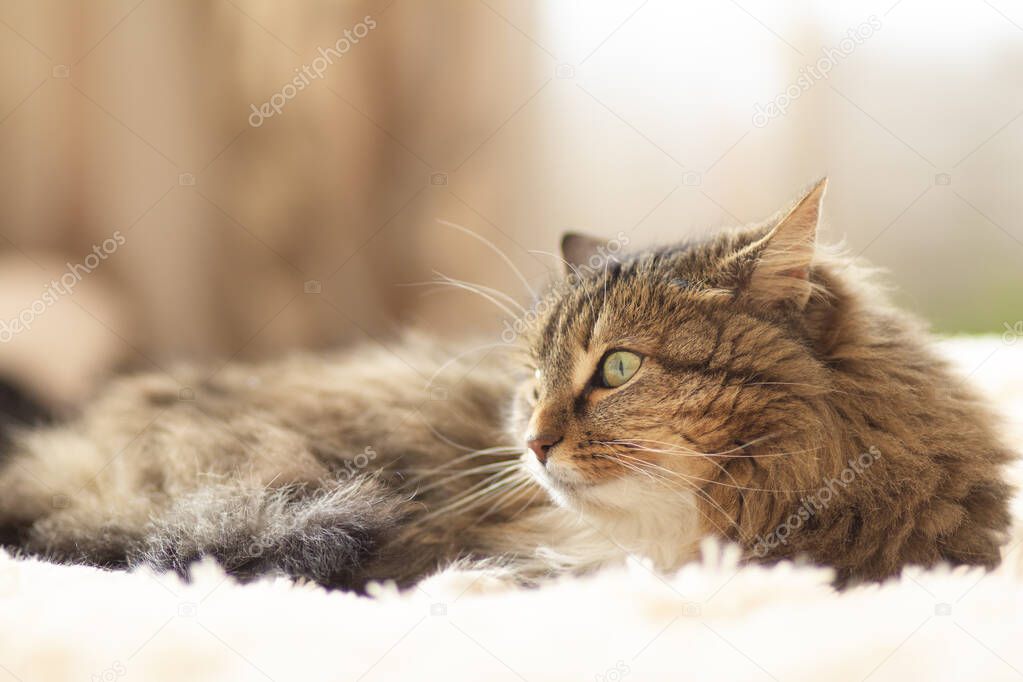 Siberian beautiful fluffy cat lies on bed in room took ear to side listens with alertness, concept pets behavior