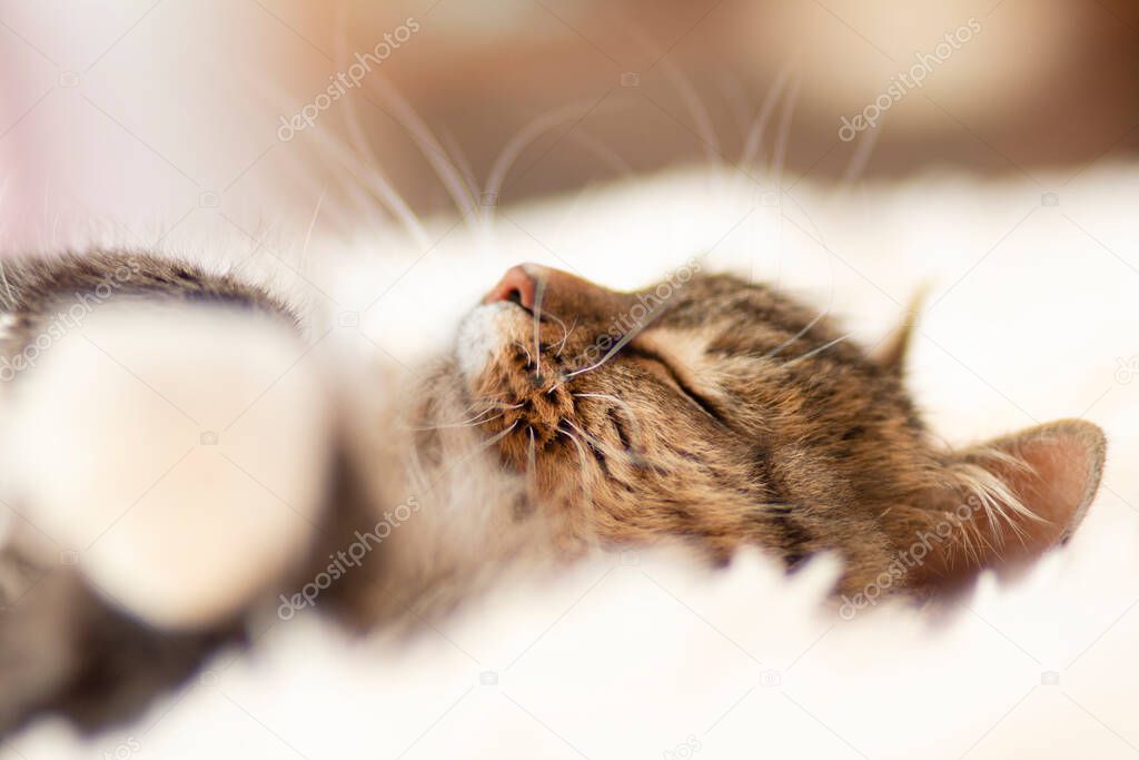 sleeping fluffy ginger Siberian cat lying on bed lying and relaxing, concept lovely pets