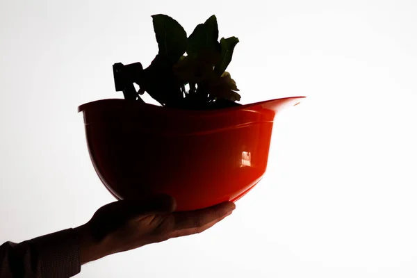 Silhouette Hard Hat White Isolated Background Male Hand Flowers Growing — Stock Photo, Image