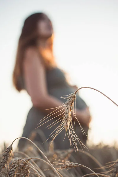 Pointe Mûre Blé Plié Sur Fond Ventre Flou Femme Enceinte — Photo