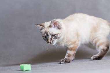 Oyun eğlenceli ve sevimli yavru kedi