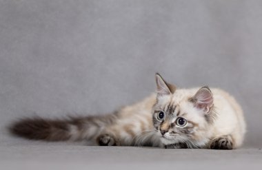 Bir neşeli portre küçük bir kedicik