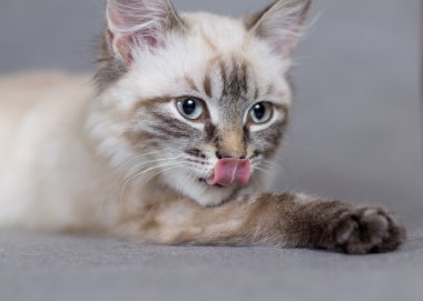 Portrait of a little kitty licks merry clipart