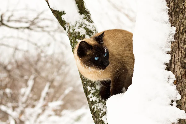 Кот на дереве на снегу — стоковое фото