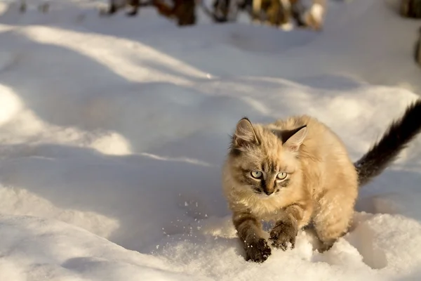 Kissa lumessa — kuvapankkivalokuva