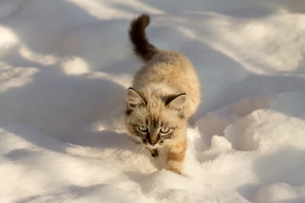 Gato na neve — Fotografia de Stock