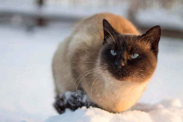 Kot na śniegu — Zdjęcie stockowe