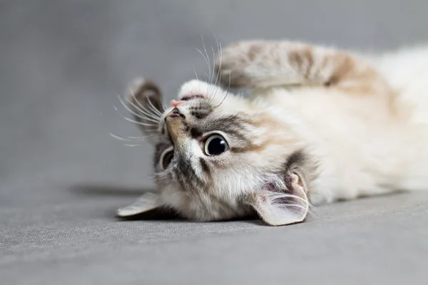 Retrato de um alegre um pequeno gatinho — Fotografia de Stock