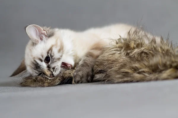 有趣和可爱的小猫玩羊毛 — 图库照片