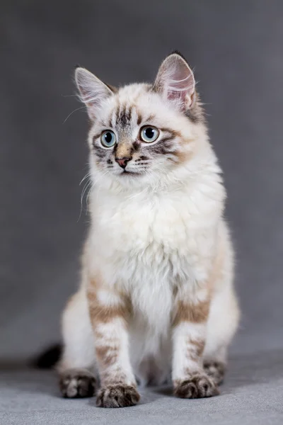 şirin kedi yavrusu