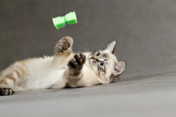 Грати весело і мило кошеня — стокове фото