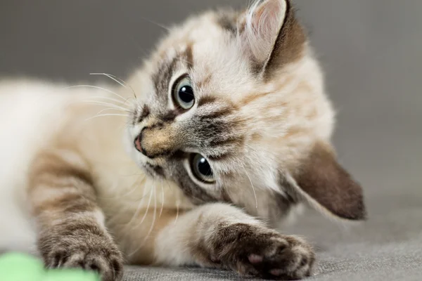 Play a fun and cute kitten — Stock Photo, Image