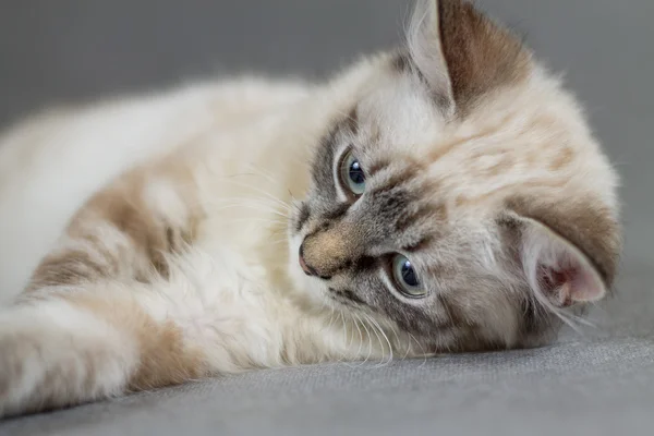 Portrait of a cheerful a small kitty — Stock Photo, Image